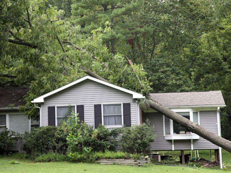 Emergencyg Tree Service maple grove