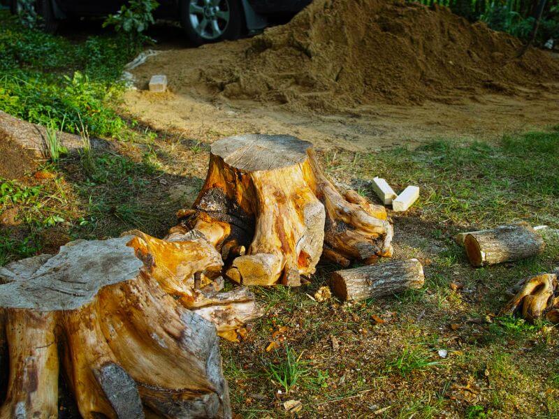 stump grinding maple grove