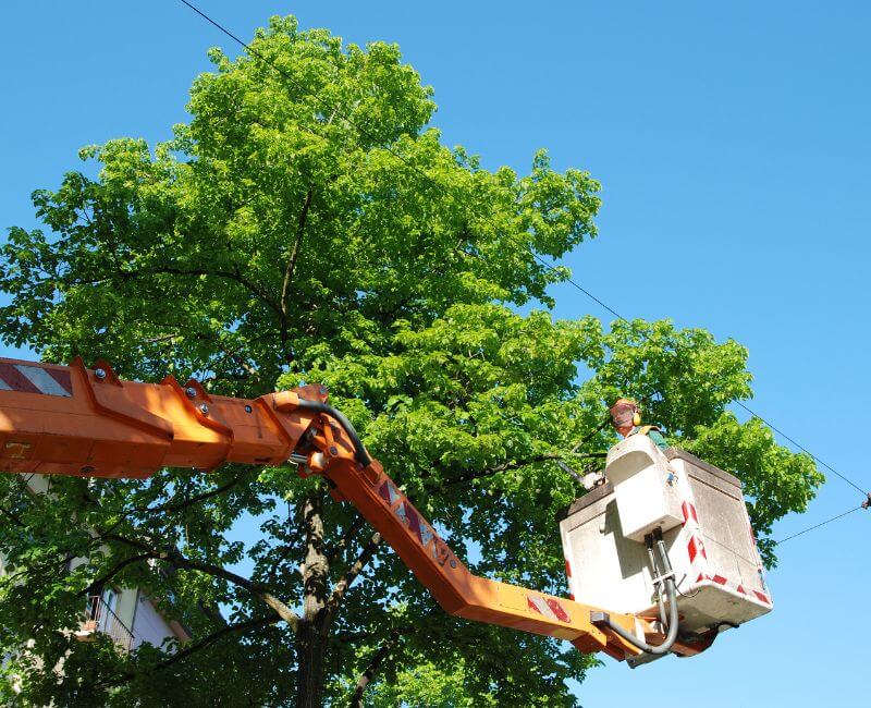 tree trimming maple grove